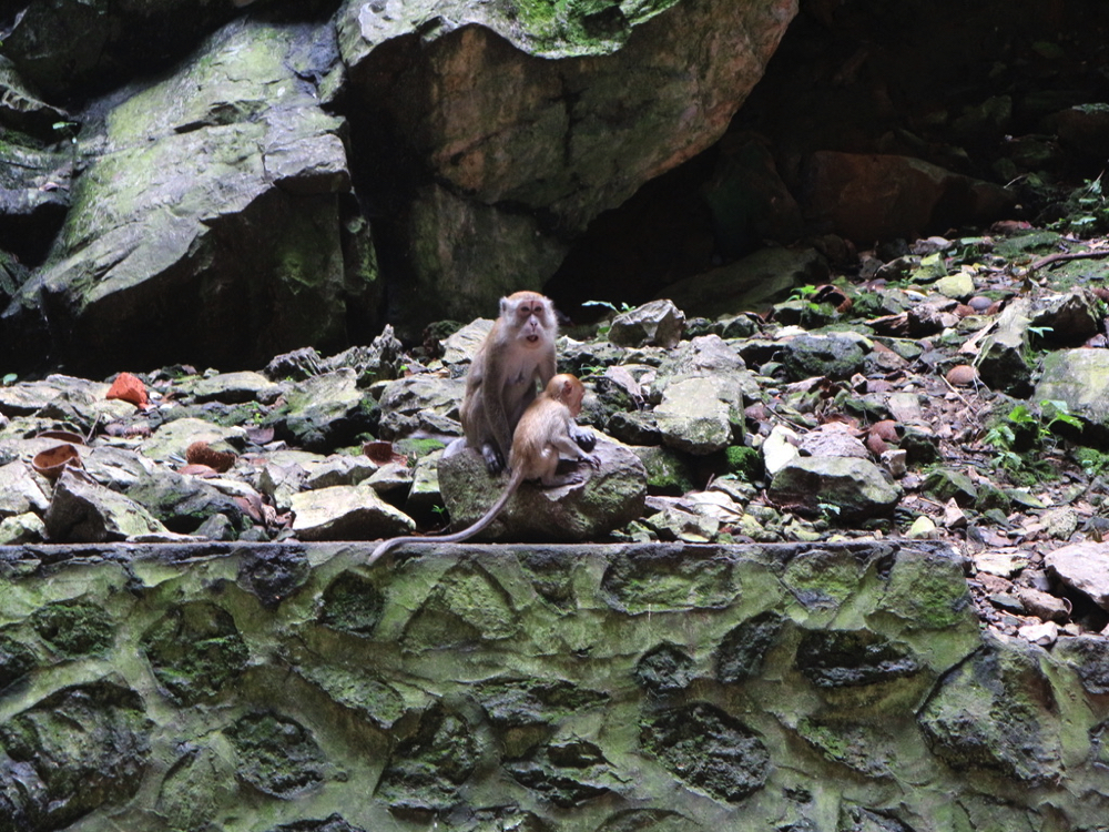 バトゥ洞窟内部にいた猿